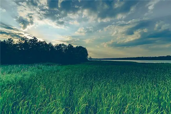 Dream Interpretation Pulling Weeds Meaning and Symbolism - DreamDecode-DreamDecode