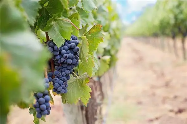 Dreaming of Grapevines Meaning and Interpretation - NuvoraDream-DreamDecode