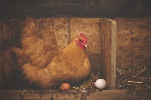 Dream Interpretation of Hearing a Chicken Cluck - NuvoraDream