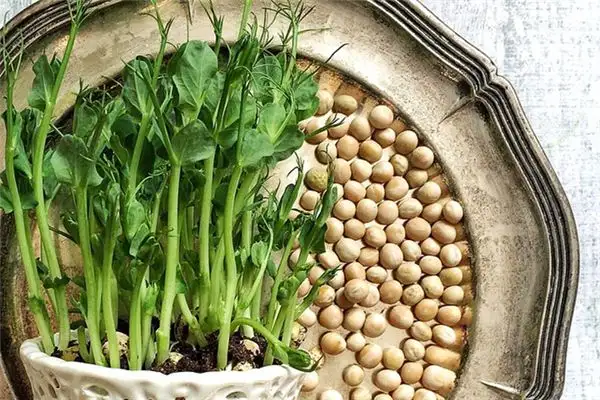 Dreaming of Pea Sprouts Meaning and Interpretation - NuvoraDream-DreamDecode