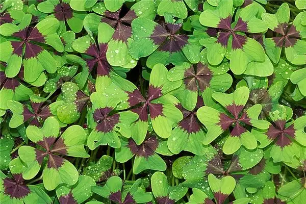 Dream of Four-Leaf Clover Meaning and Interpretation - NuvoraDream - DreamDecode-DreamDecode