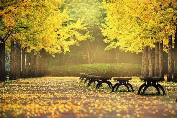 Dream of Ginkgo Leaves Scattering Everywhere NuvoraDream - DreamDecode-DreamDecode