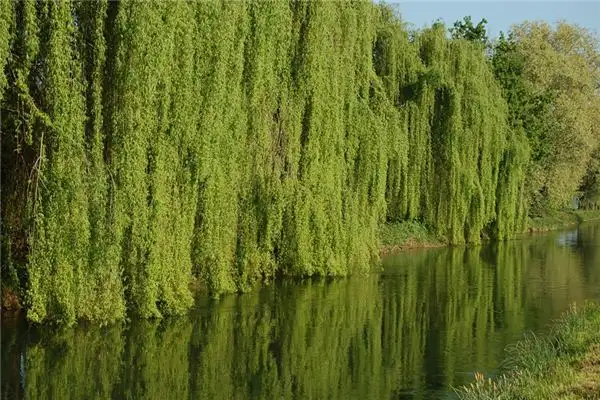 Dream Interpretation of Weeping Willow by the Water at NuvoraDream - DreamDecode-DreamDecode
