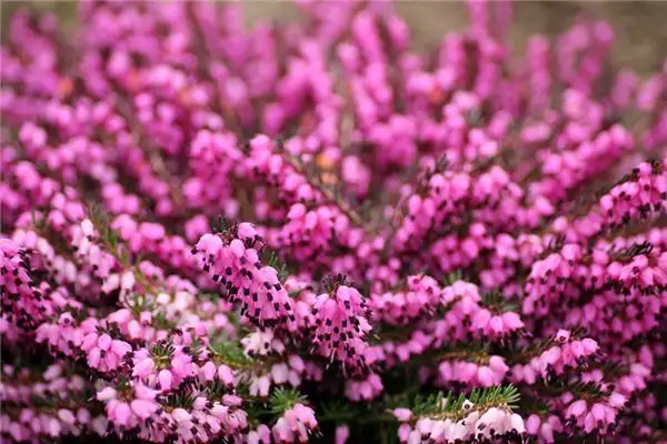 Dream of Heather Meaning and Interpretation - NuvoraDream
