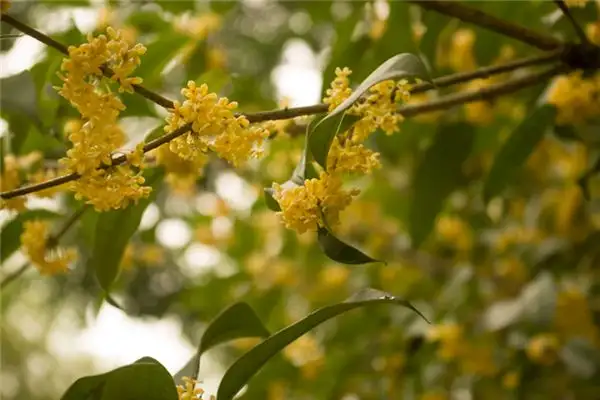 Dream of Osmanthus Meaning and Interpretation