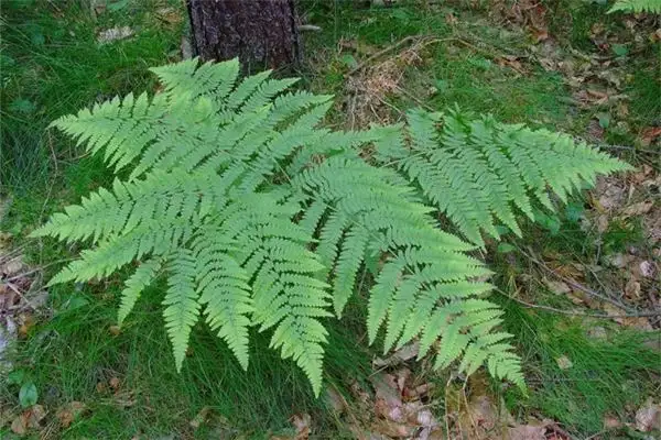 Dreaming of Ferns Meaning and Interpretation - NuvoraDream-DreamDecode