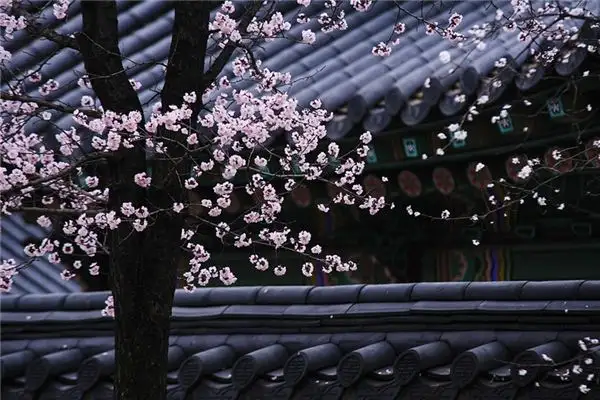 Dream of Plum Blossoms Blooming Meaning and Interpretation - NuvoraDream-DreamDecode