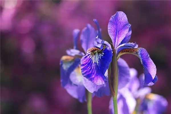 Dream of Iris Flower Meaning - NuvoraDream-DreamDecode
