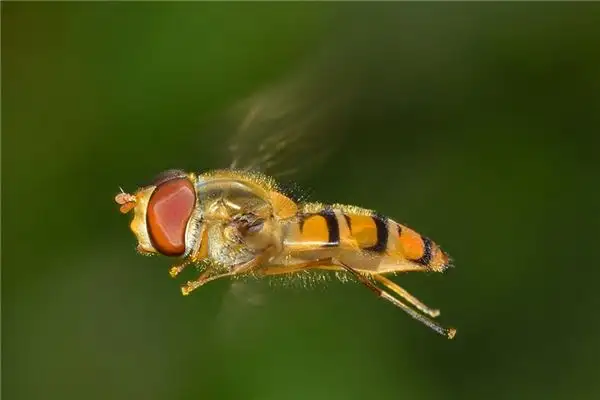 Dream Interpretation Dead Flies Meaning on NuvoraDream-DreamDecode