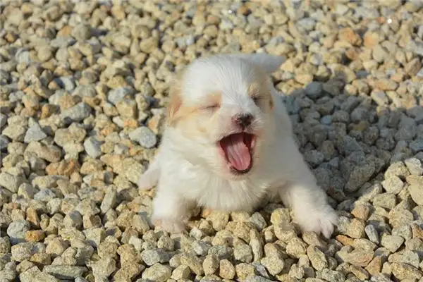 Dream Interpretation Beating a Dog in Your Dream Meaning Explained-DreamDecode