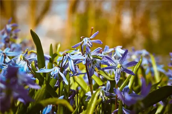 Dreaming of Orchids in Full Bloom Meaning and Interpretation - NuvoraDream