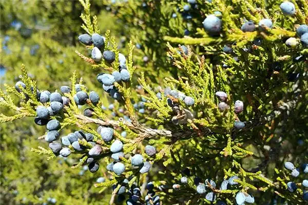 Dream of Yew Tree Meaning Interpretation NuvoraDream-DreamDecode