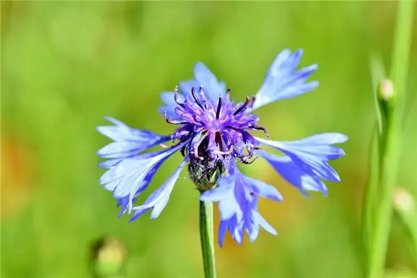 Dreaming of Cornflowers Meaning and Interpretation - NuvoraDream - DreamDecode-DreamDecode