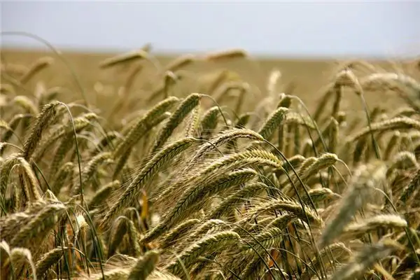 Dreaming of Wheat Field Meaning and Interpretation - NuvoraDream-DreamDecode
