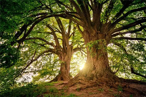 Dream Interpretation of Big Trees in Your Sleep NuvoraDream - DreamDecode-DreamDecode