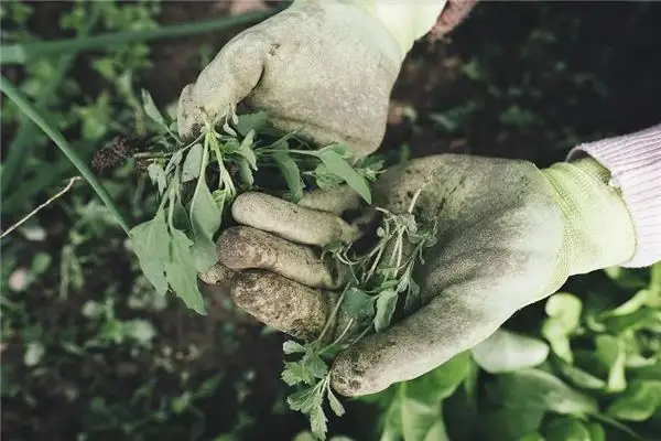 Dream Interpretation Overgrown Weeds in Yard Meaning - NuvoraDream - DreamDecode-DreamDecode