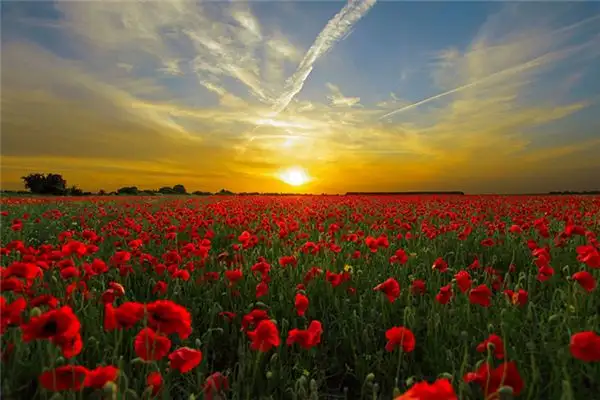 Dreaming of Hemp Seeds Meaning and Interpretation - NuvoraDream-DreamDecode