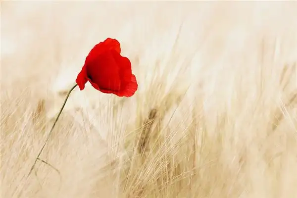 Dreaming of Poppies Meaning and Interpretation - NuvoraDream - DreamDecode-DreamDecode