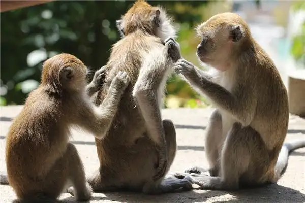 Dream Interpretation Scratching Meaning in Dreams - NuvoraDream-DreamDecode