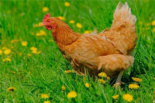 Dreaming of Raising Chickens Meaning and Interpretation - NuvoraDream-DreamDecode
