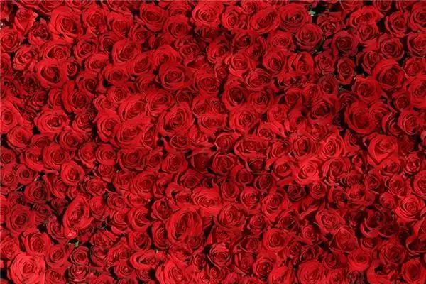 Dreaming of Red Meaning and Interpretation - NuvoraDream-DreamDecode