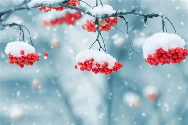 Dream Interpretation of Snow in Your Dreams - NuvoraDream-DreamDecode