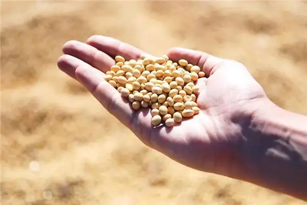 Dream of Planting Soybeans Meaning - Nuvora Dream Interpretation-DreamDecode