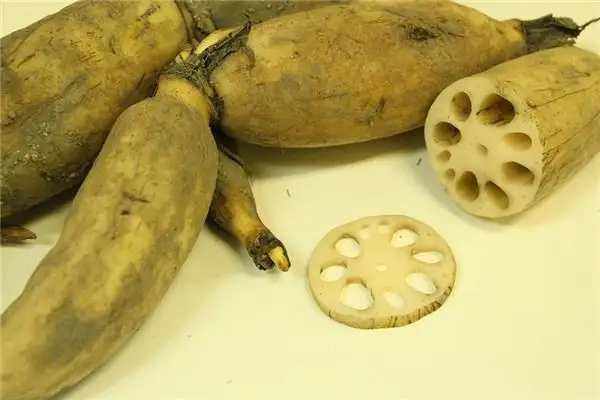 Dream Interpretation of Digging Lotus Roots - NuvoraDream - DreamDecode-DreamDecode