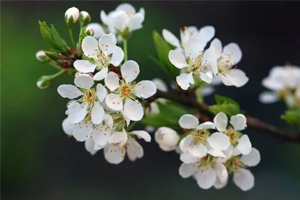 Dream of Plum Blossoms Meaning - NuvoraDream-DreamDecode