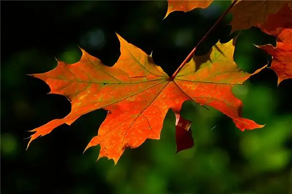 Dream of Maple Leaves Meaning - NuvoraDream-DreamDecode