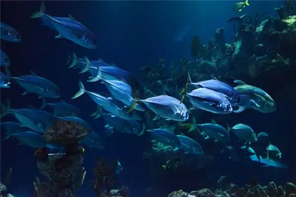 Dream Interpretation Changing Water for Fish in Dreams - DreamDecode-DreamDecode