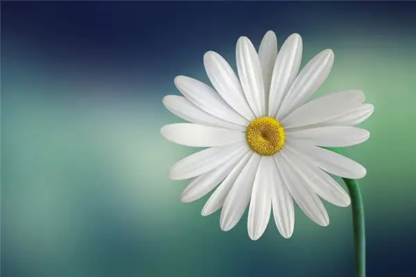 Dream Interpretation of Flowers Blooming in Dreams - NuvoraDream