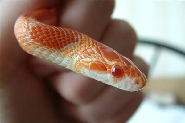 Dream Interpretation Snake Eating Fish Meaning at NuvoraDream - DreamDecode-DreamDecode