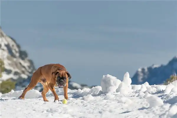 Dream Interpretation of Being Bitten by a Dog in Different Body Parts-DreamDecode