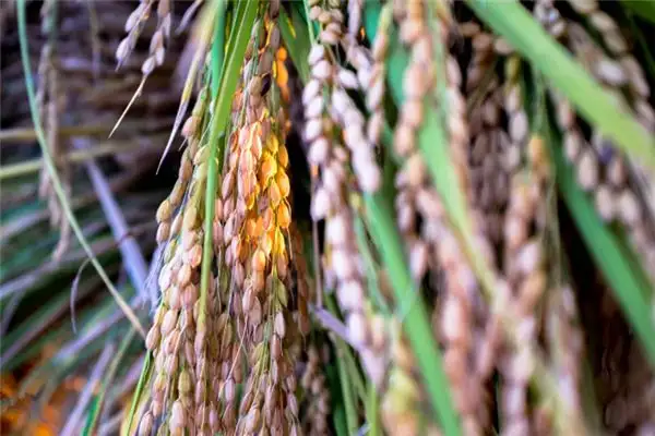 Dreaming of a Granary Meaning and Interpretation - NuvoraDream