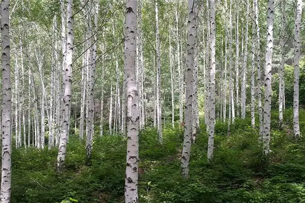 Dreaming of Birch Trees Meaning and Interpretation - NuvoraDream-DreamDecode