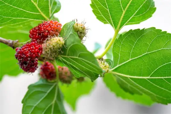 Dream of Mulberry Leaves and Trees Meaning - NuvoraDream-DreamDecode