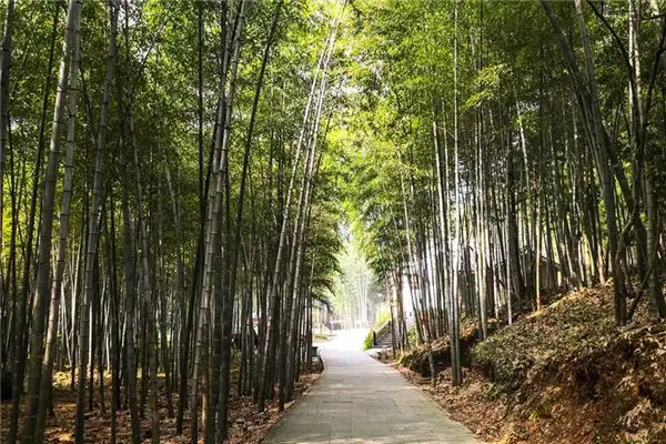 Dream of Bamboo Meaning - Nuvora Dream Interpretation - DreamDecode-DreamDecode