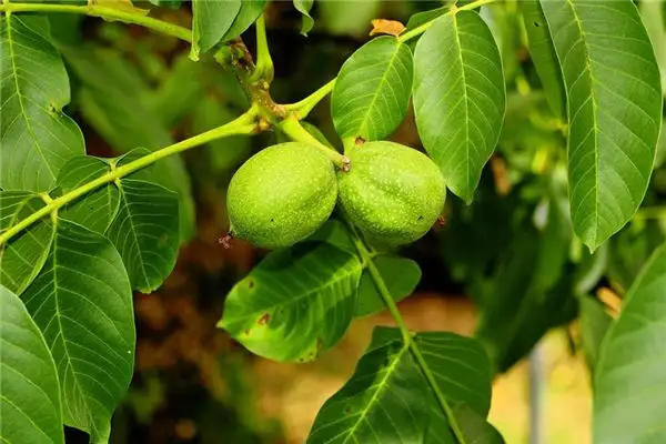 Dreaming of a Walnut Tree Meaning and Interpretation - NuvoraDream-DreamDecode