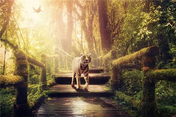 Dreaming of Fighting a Tiger Meaning and Interpretation - DreamDecode-DreamDecode