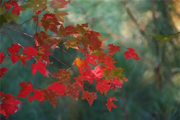 Dream Interpretation of Seasonal Changes - NuvoraDream - DreamDecode-DreamDecode