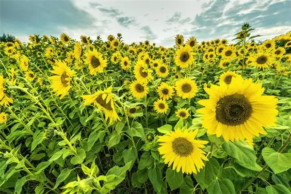 Dreaming of Sunflowers Blooming Meaning and Interpretation NuvoraDream-DreamDecode
