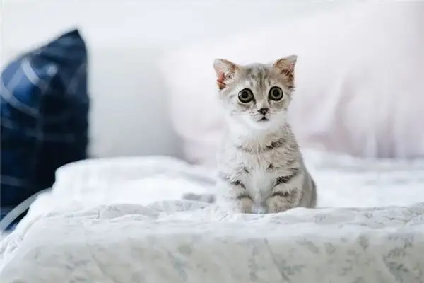 Dream Interpretation Cat Scratch Meaning NuvoraDream-DreamDecode