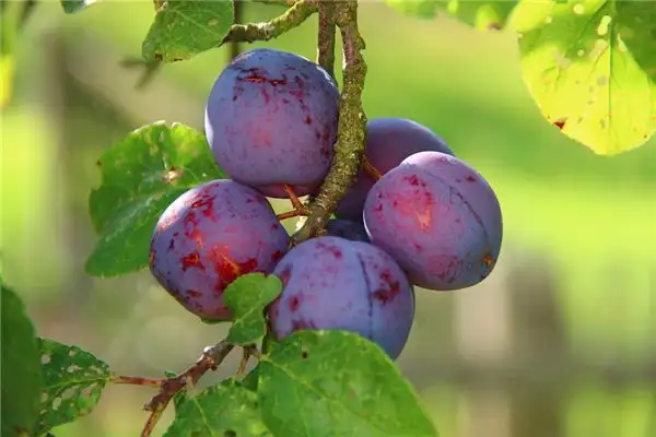 Dreaming of Plum Trees Meaning and Interpretation - NuvoraDream-DreamDecode
