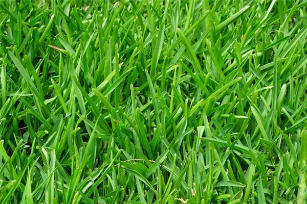 Dream of Green Grass Meaning and Interpretation - NuvoraDream - DreamDecode-DreamDecode