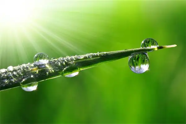 Dreaming of Dewdrops in Your Palm NuvoraDream-DreamDecode