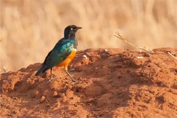 Dream Interpretation Talking Animals in Dreams Meaning - DreamDecode-DreamDecode