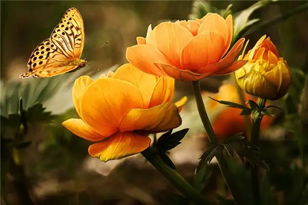 Dream of Orange Meaning - NuvoraDream-DreamDecode