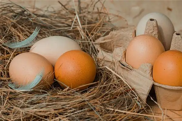 Dream Interpretation Finding Eggs NuvoraDream-DreamDecode