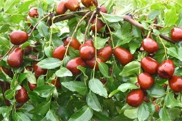 Dreaming of Jujube Tree Planting Jujube Tree Meaning - NuvoraDream-DreamDecode
